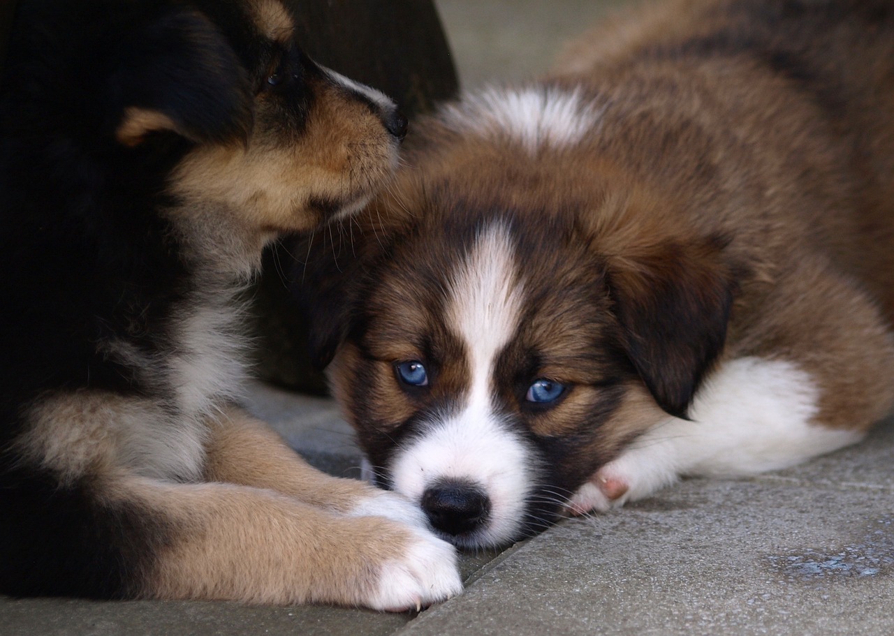 The Importance of Socializing Puppies for Future Health